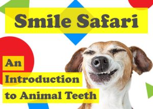 Salt Lake City dentist, Dr. Thomas Brickey at Natural Smiles Dentistry, takes readers on an exploration of animal teeth and explains why they can be so different from creature to creature.