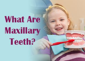 Salt Lake City dentist Dr. Thomas Brickey of Natural Smiles Dentistry discusses maxillary teeth—what they are, and how they function in the mouth.