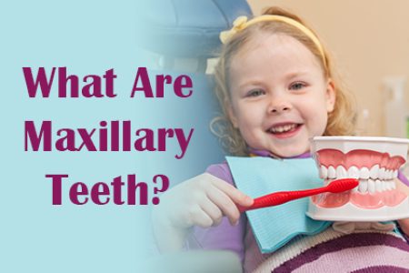 What Are Maxillary Teeth?